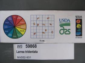 SEED